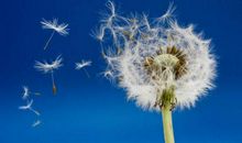 疯狂的蒲公英观后感