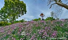 妈妈的花草，滋润了我的心田