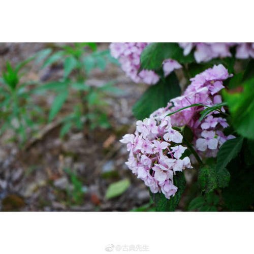 雨也很漂亮