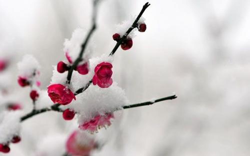 我爱你梅花