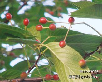 樱桃树在阳光下