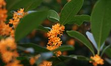 又是一年桂香时