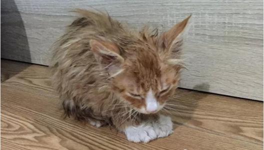 一只流浪的猫
