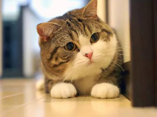失落的猫