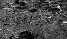 卑微的生命也美丽