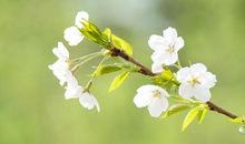 走过人间四月天