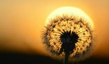 成长在阳光下的种子