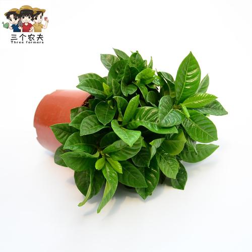 栀子花和我一起成长