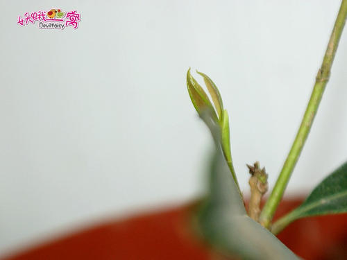 期待花卉