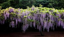 被爱环绕的花朵