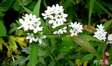 心若有花野草也美作文600字