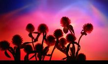 奶奶，你活在我心中