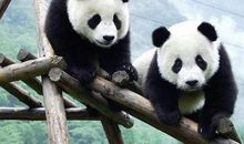 介绍国宝大熊猫作文三年级