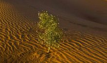 神奇的沙漠探险