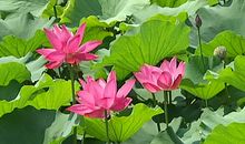 荷塘景色别样红