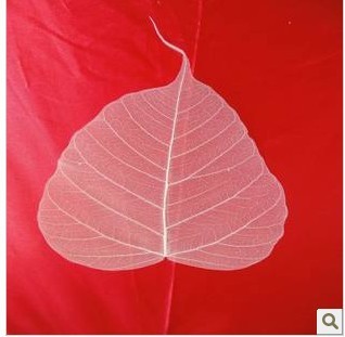 叶静脉标本制作活动