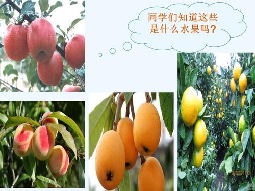 我喜欢我的阳梅林组成的家乡