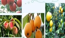 我爱我家乡的杨梅林作文