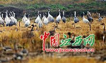 学雷锋的感觉真好_500字