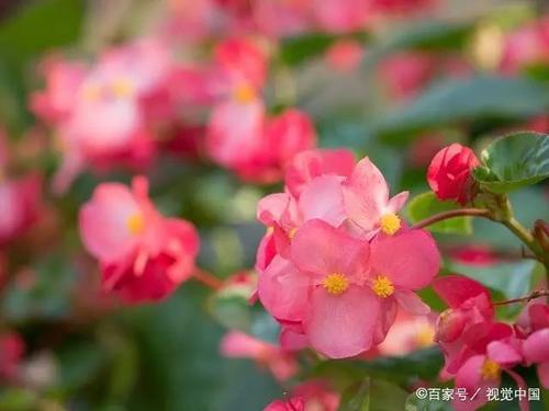 感恩的花在学校门口开放