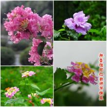 鲜花的声音