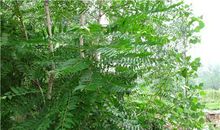 与老椿树一起走过的日子