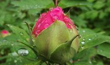 滋润着我的心田