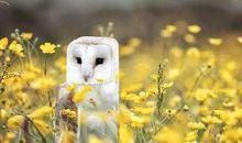 假如世界没了圆