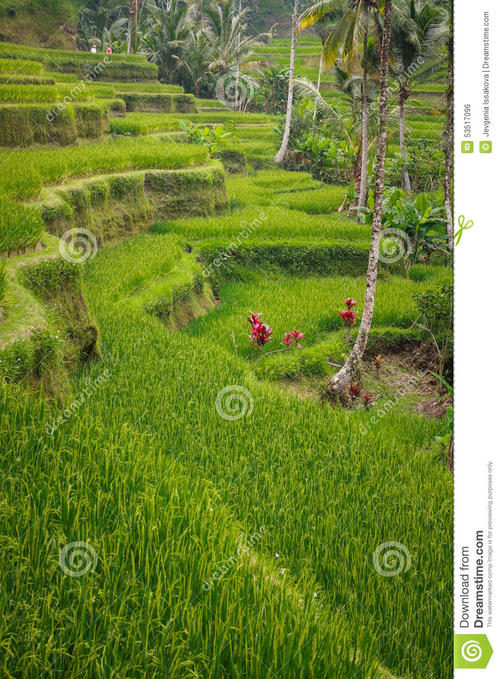 如诗如画的米饭