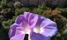 窗台上的牵牛花