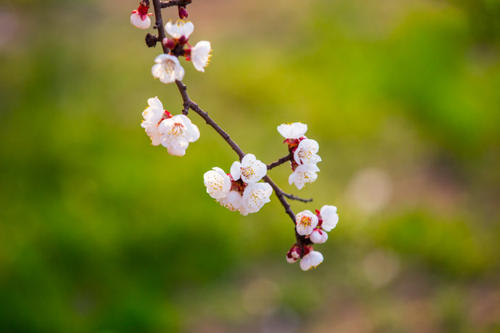 梅花，保湿我的心