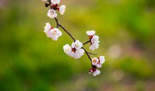 梅花，滋润了我的心田