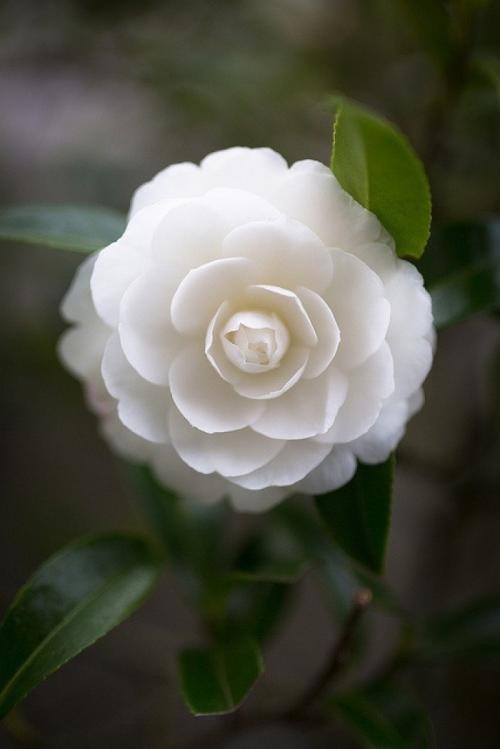 山茶花儿落