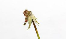 不要让传统文化之花枯萎