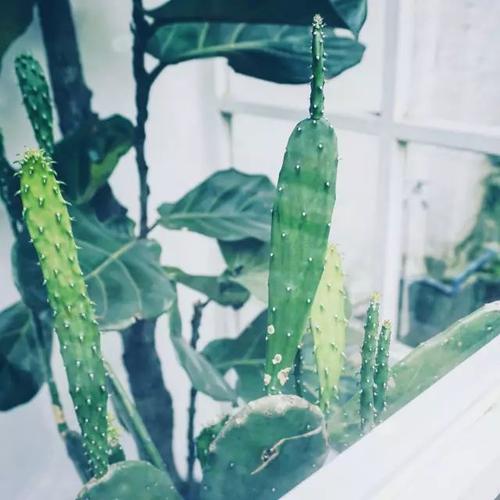 可访问的仙人掌