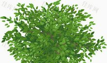 拐角处的那丛绿色