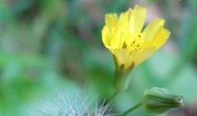 春天我想起柳哨