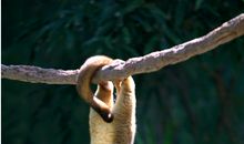 热带雨林的探险之旅作文500字