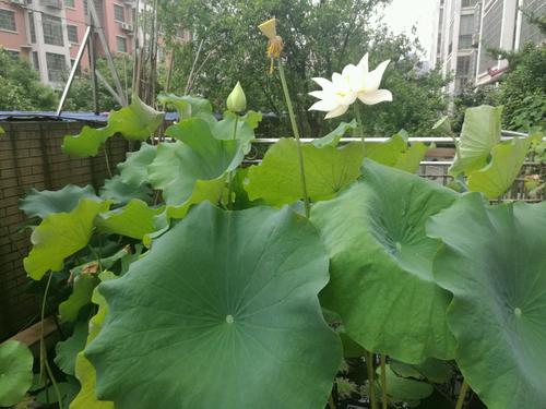 请好好嗅到莲花