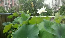 请再去细嗅那一塘荷香