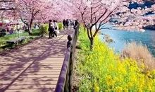 原来花开在心头