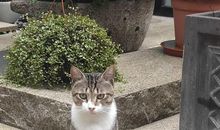 奶奶家的流浪猫