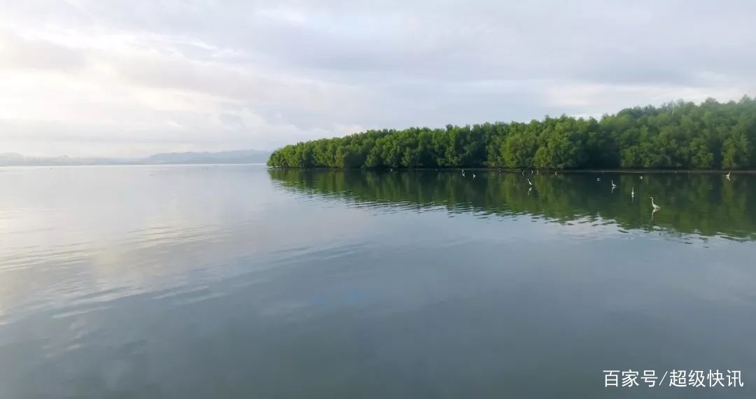 红树林