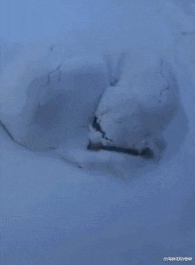 鸭子