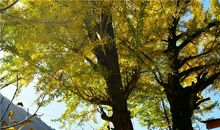 畅游莲都十里画廊