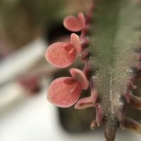 我在家里喜欢更多的肉。