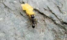 蚂蚁让我战胜困难