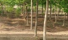 我爱家乡的枫杨树