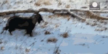 老虎和山羊