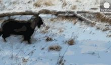 老虎和山羊奇奇